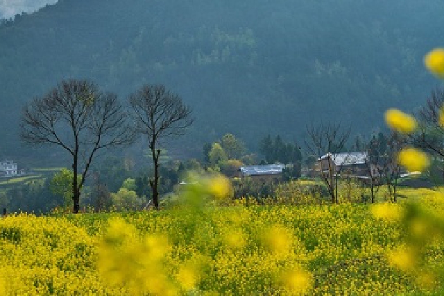 湖北巴东：梯田油菜花海成乡村旅游热门地